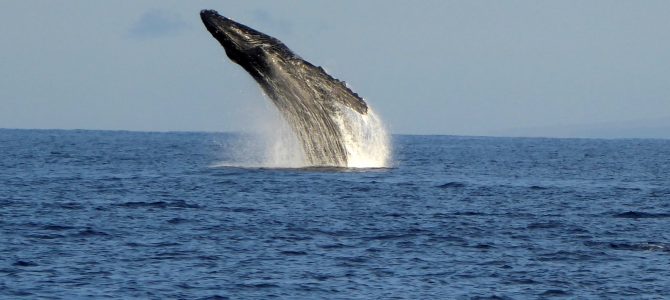 Whales Unchained  Maui 2013