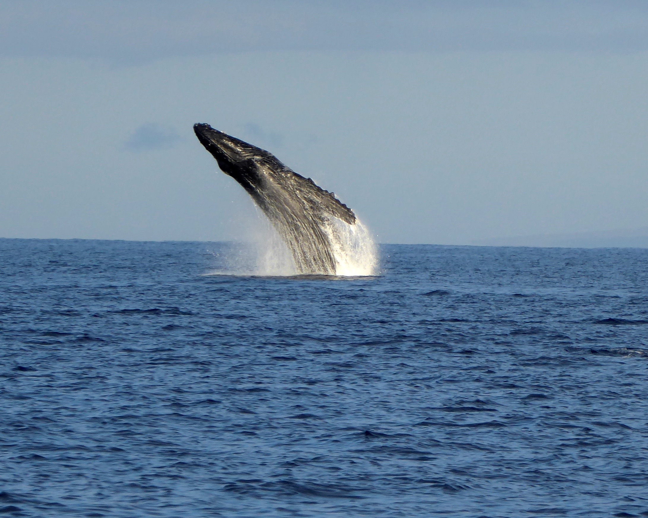 Whales Unchained Maui 2013