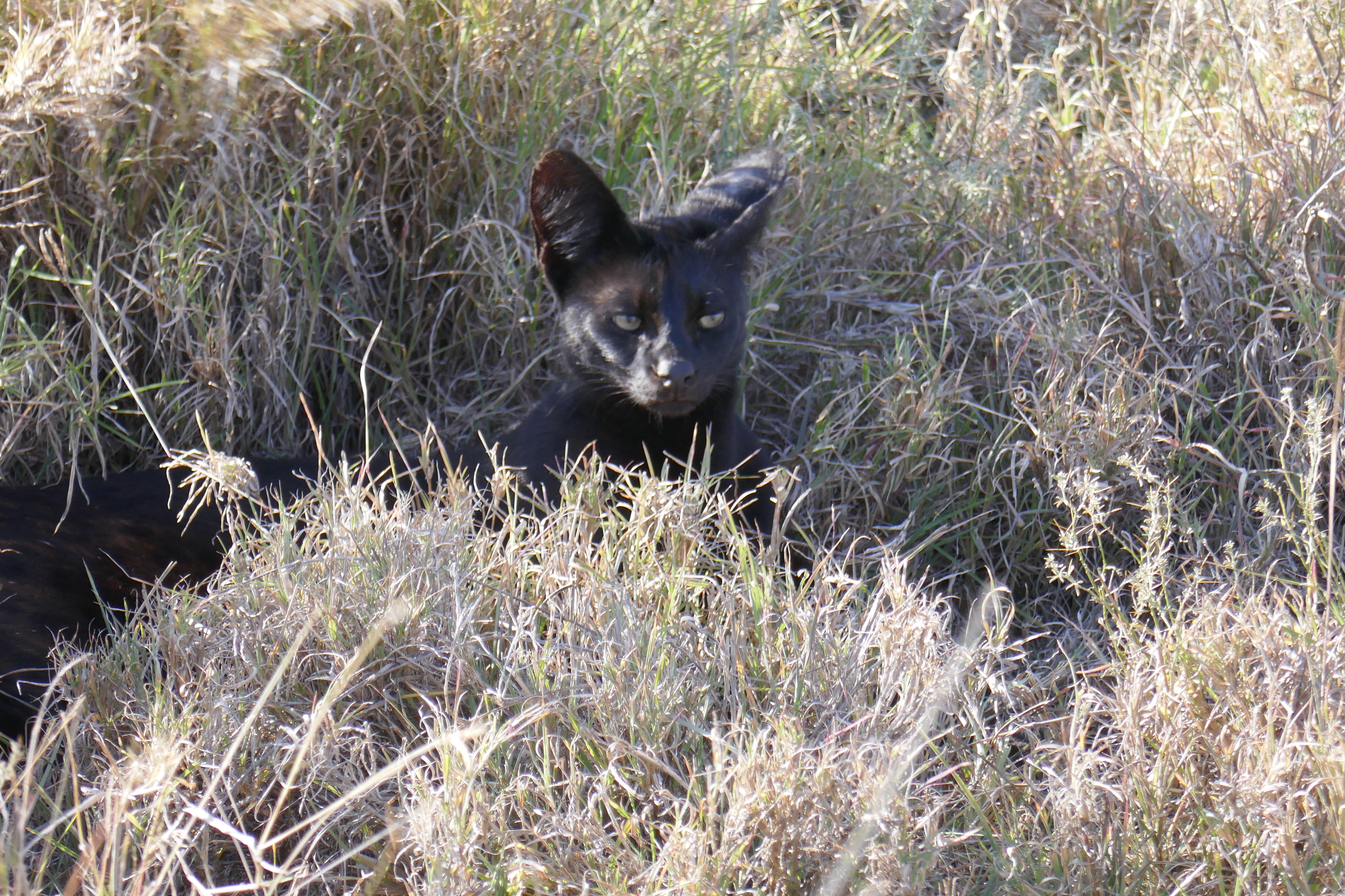 Saw Lions Not Eaten…Part One