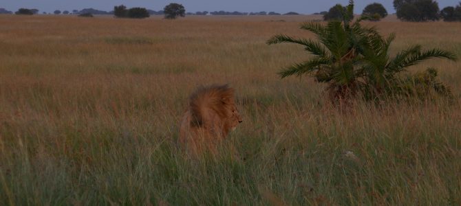 Photos from the Serengeti