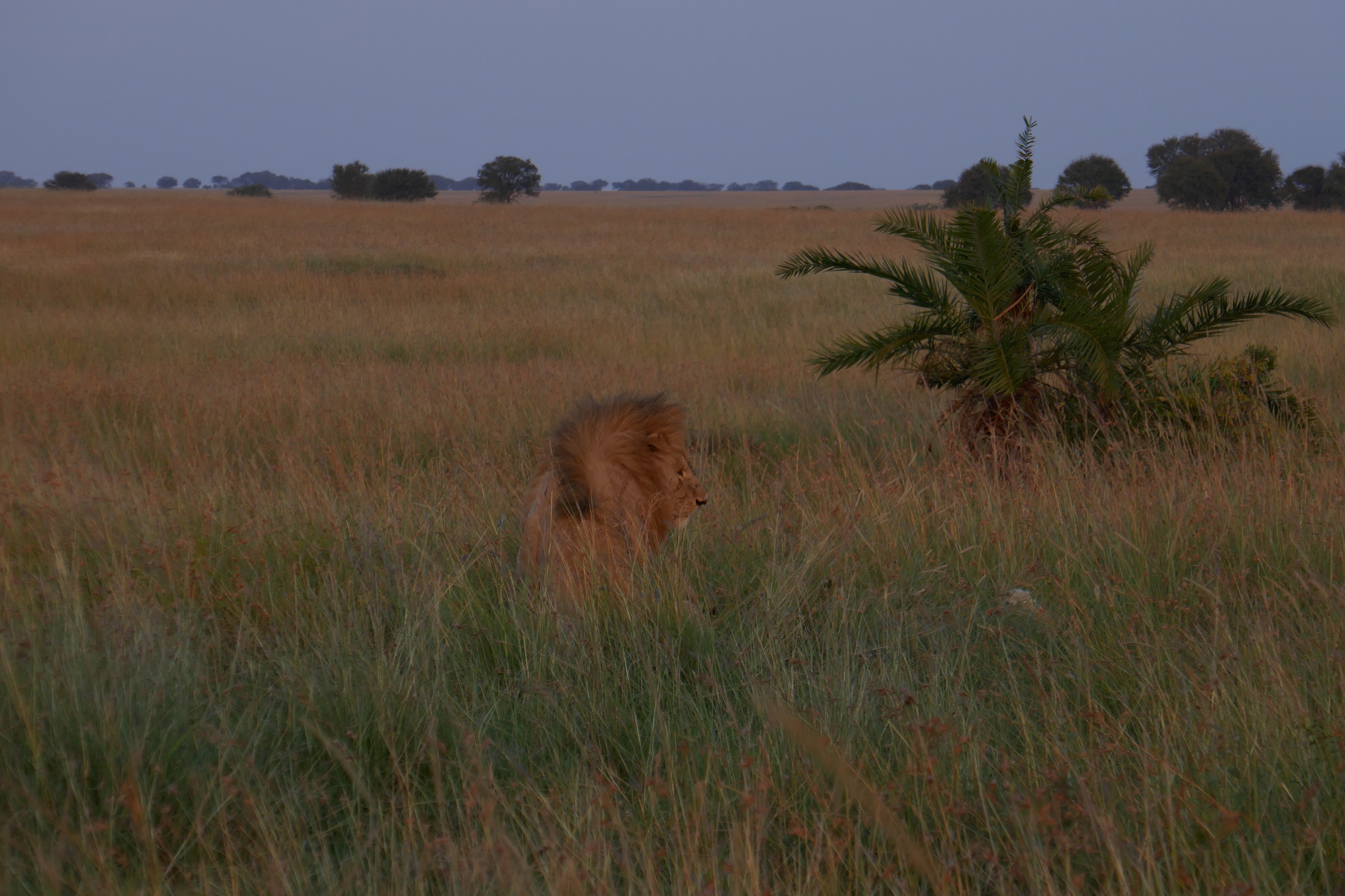 Photos from the Serengeti